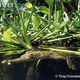 Illustration for article titled Sunday Crocodilian - Crocodylus intermedius Edition
